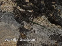 Tyrrhenian Muurhagedis [Podarcis tiliguerta]